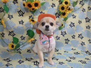 ラッキーちゃん