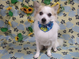 ラッキーちゃん