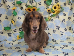 チャッピーちゃん