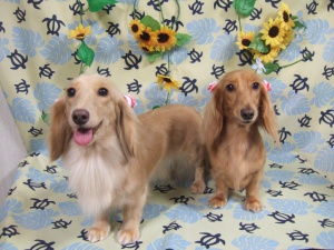 りんちゃん　らんちゃん