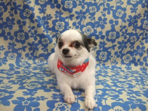 エンジェルちゃん