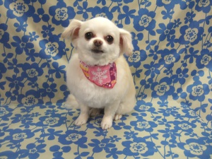 エンジェルちゃん