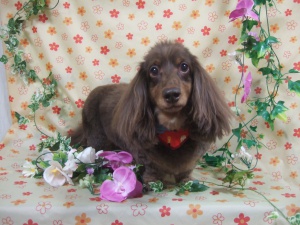 チャッピーくん