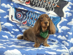 チャッピーくん