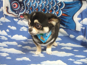 リリィーちゃん