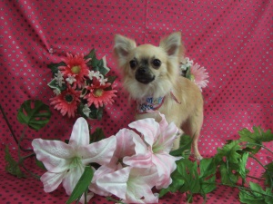 るんるんちゃん