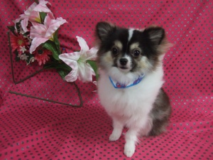 るんるんちゃん