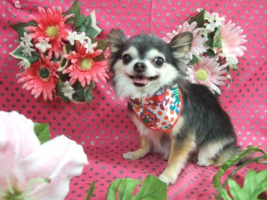 リリィーちゃん