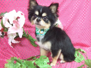 リリィーちゃん