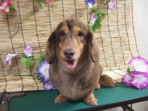 チャッピーちゃん