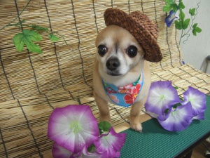 リリィーちゃん