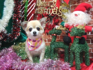 ラッキーちゃん