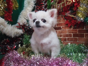 ラッキーちゃん