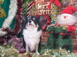 チャームちゃん