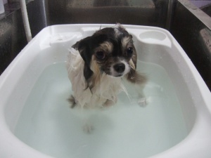 たんたんくんの初めてのお風呂