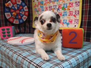 エンジェルちゃん