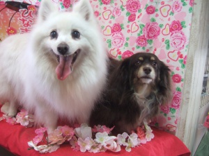 らんちゃんとあさりちゃん