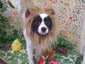 ハランくんがライオンさんに！！