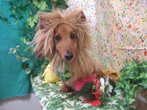 ジュウライオンさん！