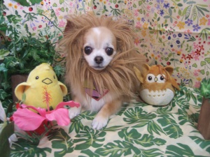 空ちゃんライオンVer.