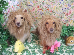 らんちゃんとりんちゃん