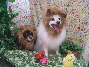 あさりちゃんとらんちゃん