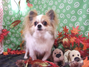 リリィーちゃん