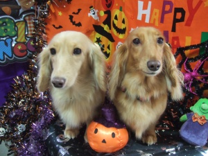 りんちゃんとらんちゃん