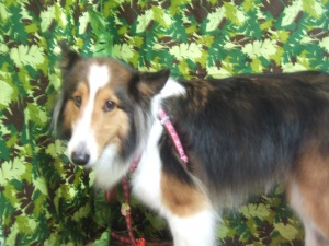 ティアラちゃん