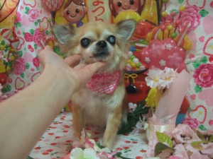 ひなちゃん
