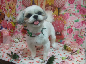 タラくん