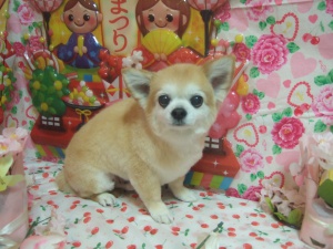 さすけくん