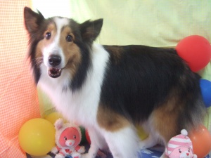 ティアラちゃん