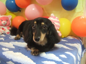 エクレアちゃん