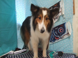 ティアラちゃん