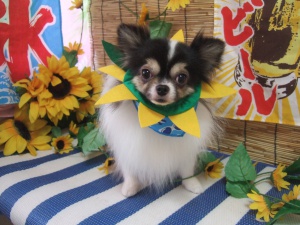 たんたんくん