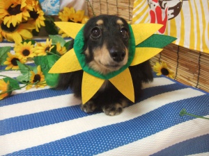 エクレアちゃん