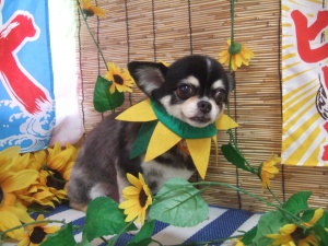 マロくん