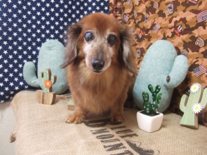 チャッピーちゃん