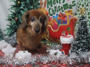 チャッピーちゃん