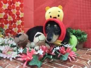 エクレアちゃん