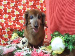 チャッピーちゃん