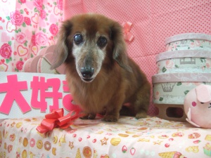 チャッピーちゃん