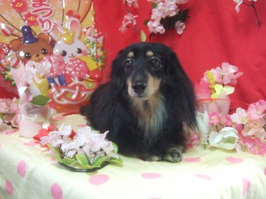 エクレアちゃん