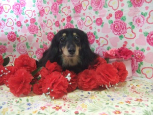 エクレアちゃん