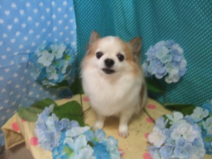 ハピィくん