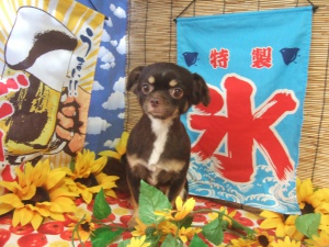 チャチャくん