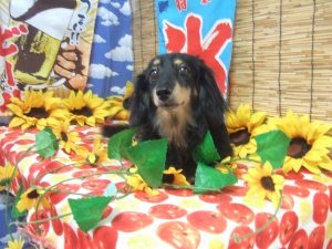 エクレアちゃん