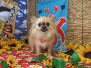 るんるんちゃん