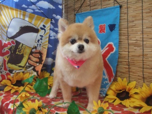 ブリトニーちゃん